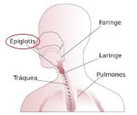 Epiglotis