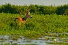 Estero