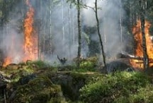 Forestal