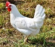 Gallina
