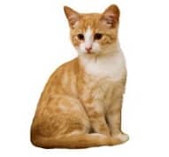 Gato