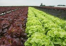 Horticultura