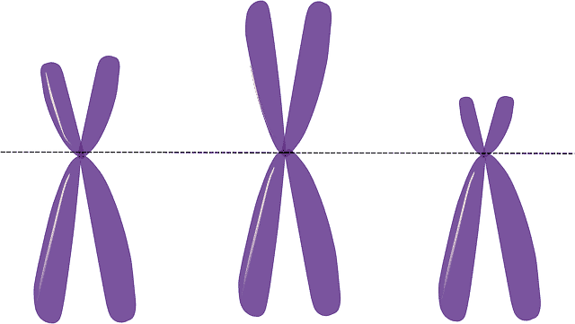 Cromosoma