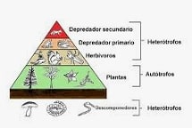 Niveles tróficos