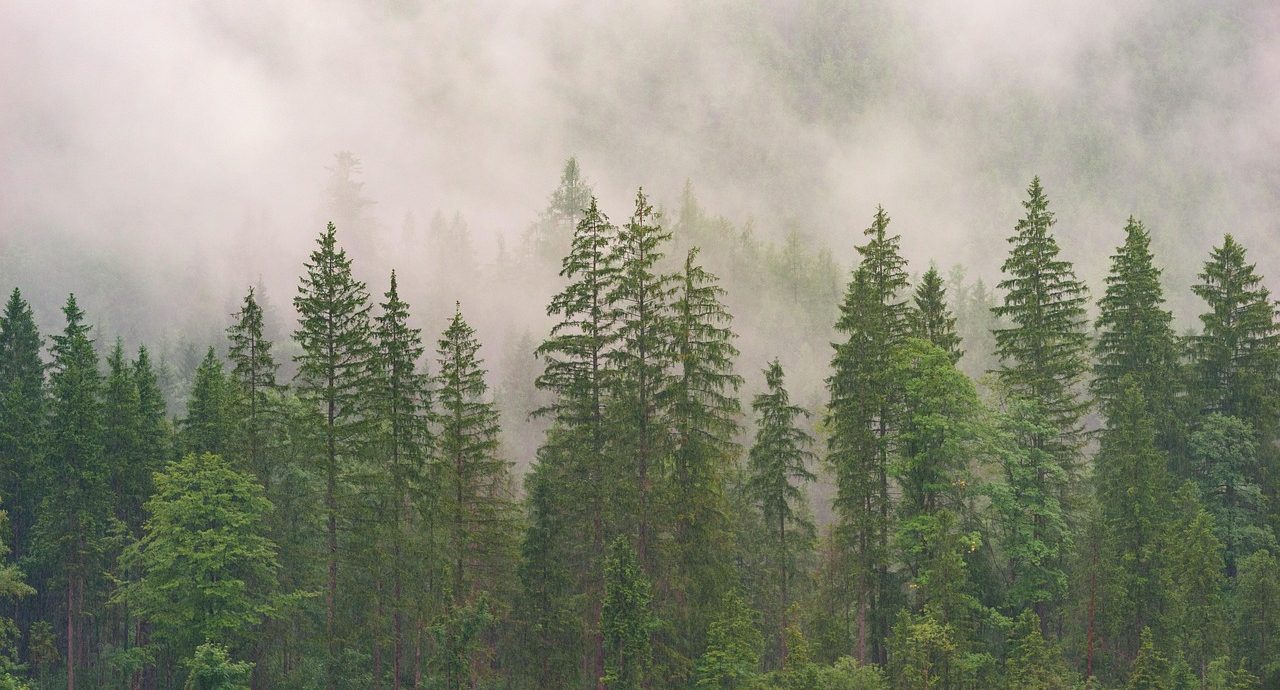 Bosque