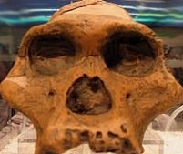 Paleoantropología