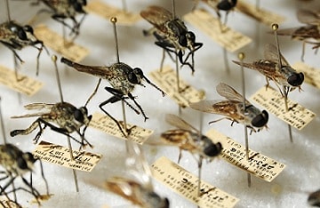 Entomología