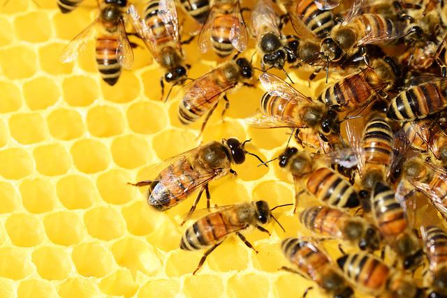 Entomología productores de miel