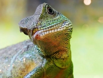 Herpetología