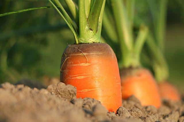 Sedentarización agricultura zanahoria