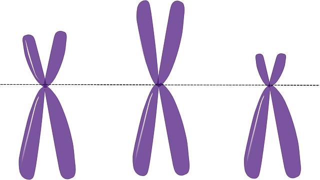 Tres cromosomas duplicados