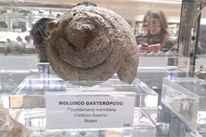 Gasterópodo