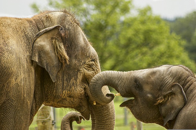 Elefante con su cría