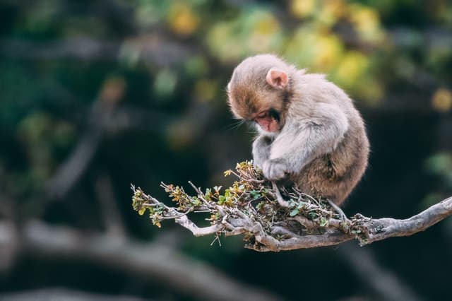 Primatología árbol