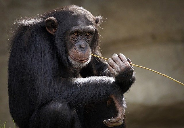 Primatología chimpancés