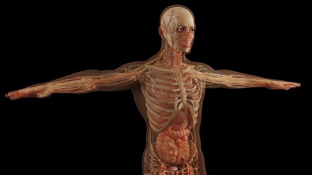 Cuerpo humano, esqueleto y órganos