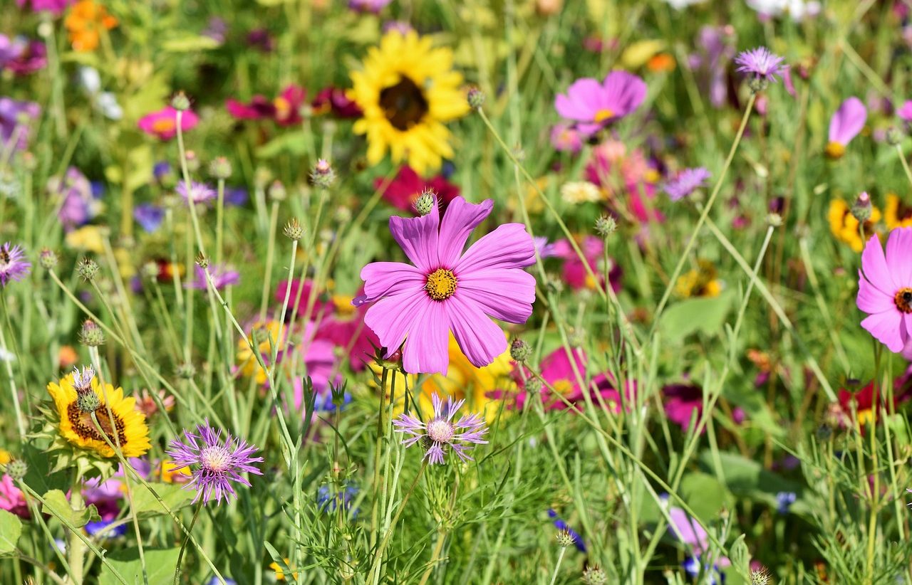Flores