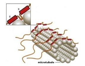 Microtúbulo
