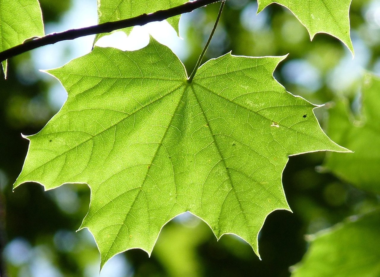 Estructura de las plantas
