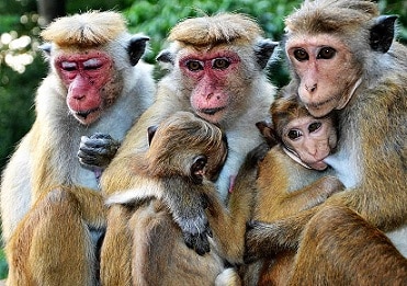 Primatología
