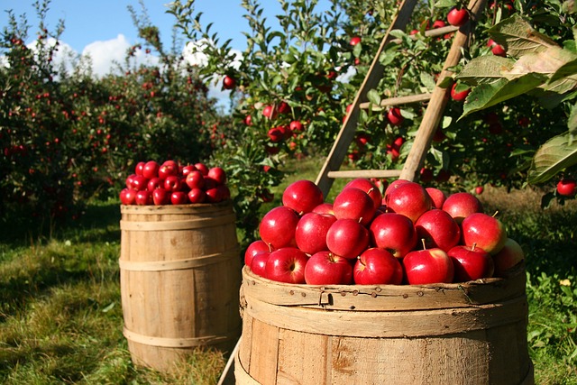 Barriles de manzanas