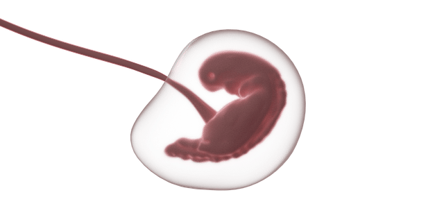 Embrión en el útero