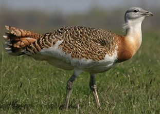 Avutarda