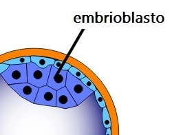 Embrioblasto