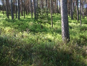 Geobotánica