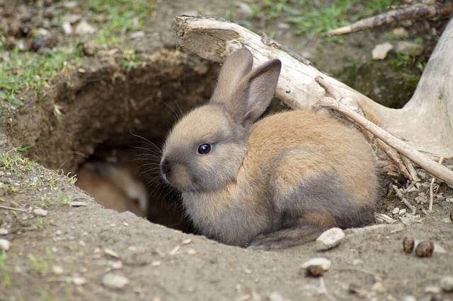 Escondrijo conejos