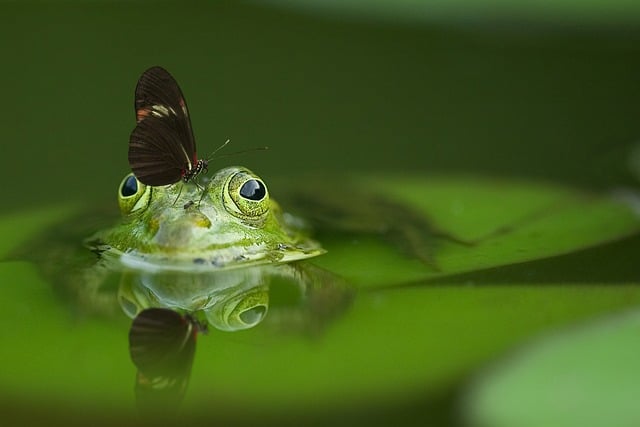 Rana y mariposa en estanque natural