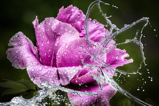 Mariposa de agua sobre flor
