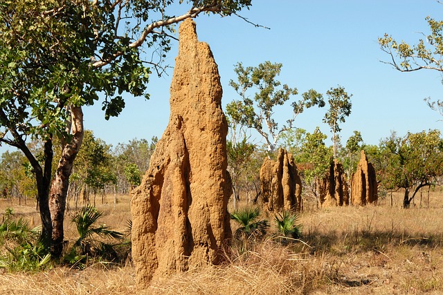 Montículos de termitas