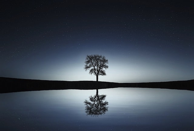 Árbol reflejado en un lago