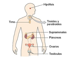 Endocrinología