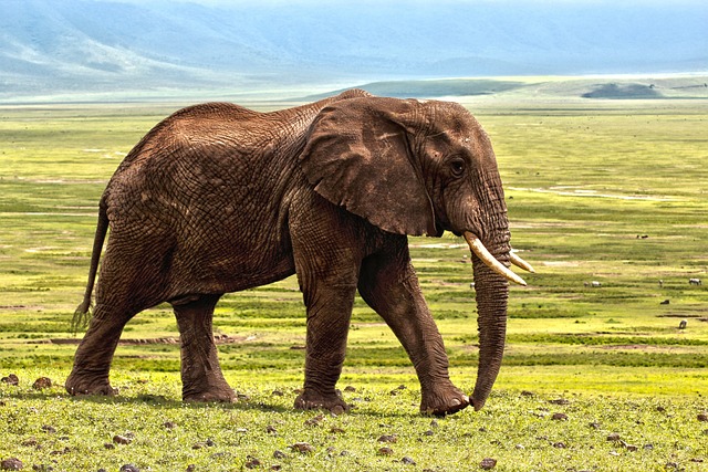 Elefante en estado natural