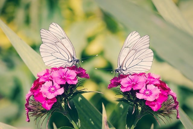 Dos mariposas blancas sobre flores rosas