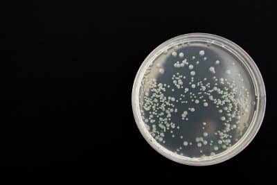 Bacteriostático Qué es, ventajas, definición y concepto