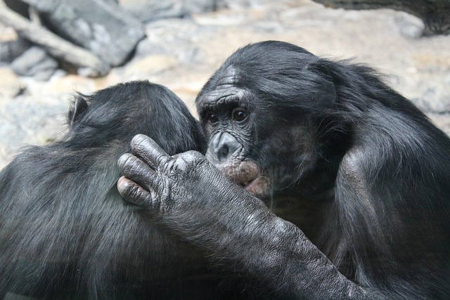 Comadrona bonobo