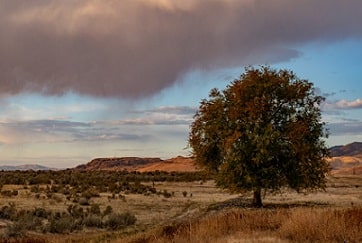 Ecorregión