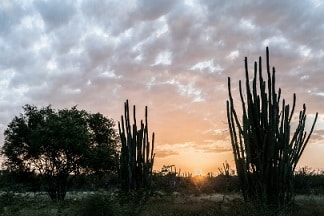 Xerófila