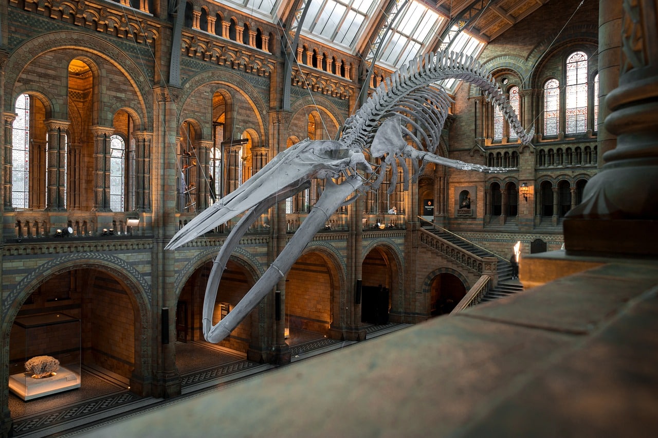 Fósil en el Museo Nacional de Historia de Londres