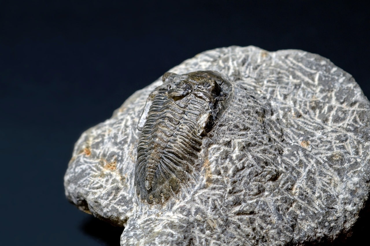 Trilobites fosilizado
