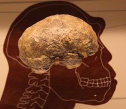 Antropopiteco