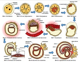 Embriogénesis