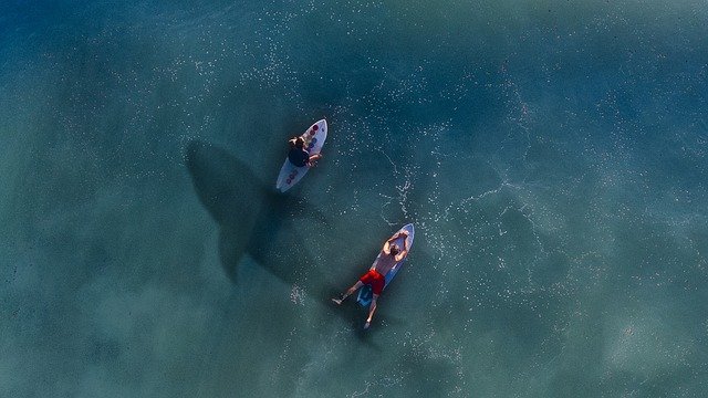 Aparecer tiburón en la costa