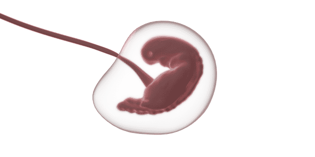 Blastocisto embrión