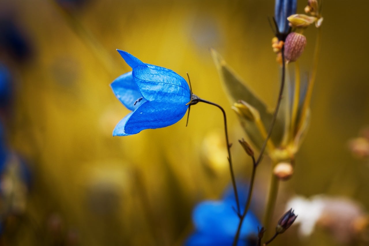 Campánula con flor azul