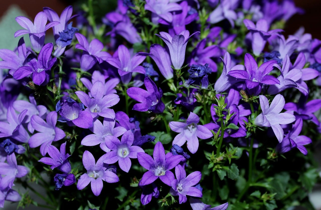 Campánulas de color violeta