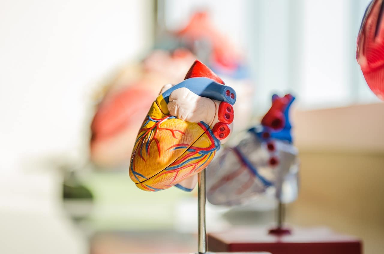 Modelo del corazón humano